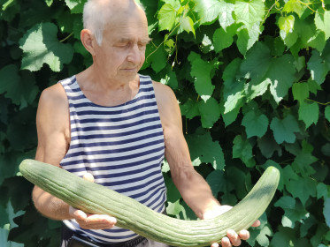 Китайский огурец, с. Константиновка