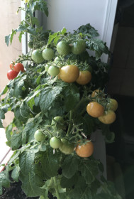 Урожай на подоконнике, г. Благовещенск