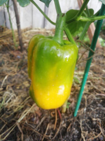 Маленький томатик, г. Благовещенск