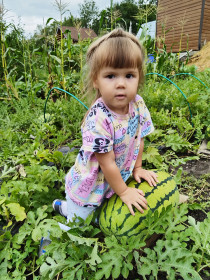 Арбуз из Благовещенска