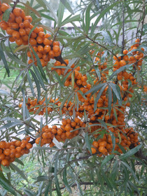 Облепиха - сокровищница витаминок. пгт Февральск