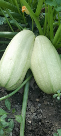 Кабачки-двойняшки, с. Калинино