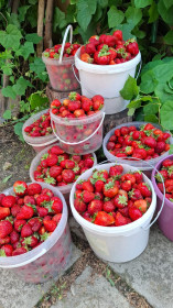 Ягодка клубничка, г. Свободный