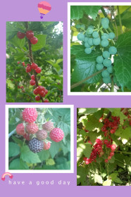 Ягодное лето, с. Калинино