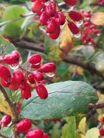 Красавец барбарис, с. Калинино