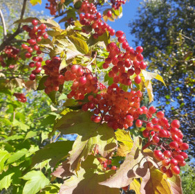 Калина, пгт Февральск