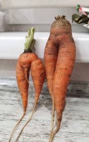 Удивительная морковь, г. Благовещенск
