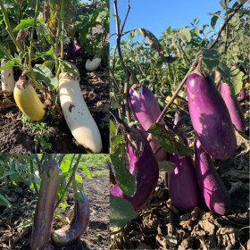 Урожай баклажанов, с. Муравьёвка