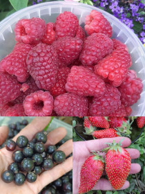 Ягодное изобилие, с. Поярково