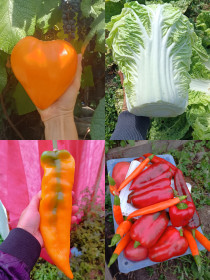 Маринкины овощи-гиганты, с. Поярково