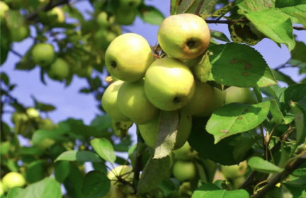 Урожай яблочек, с. Тамбовка