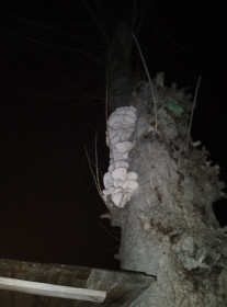 Вешенки во дворе дома, г. Благовещенск