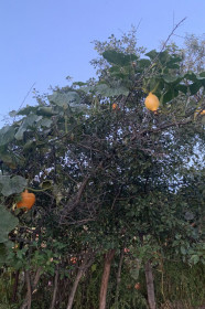 Тыква на дереве в с. Муравьёвка