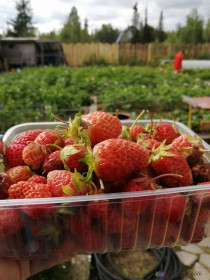 Часть нашего урожая клубнички, г. Благовещенск