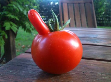 Вот так помидор! г. Благовещенск