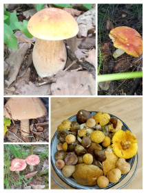 Грибной сезон-2025, с. Калинино