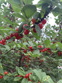 Вишня из с. Муравьёвка