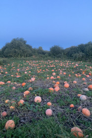 Пол-огорода тыквы, с. Муравьёвка