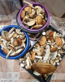 Грибочки в с. Муравьевка