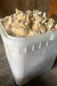 «Кубик» груздей, с. Муравьёвка