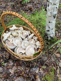 Урожай груздей, г. Зея