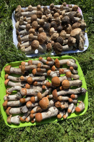 Урожай грибов и фотосессия для них, г. Зея