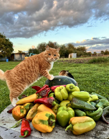 Урожай перцев, с. Николаевка