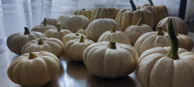 Тыквенный спас, пгт Магдагачи