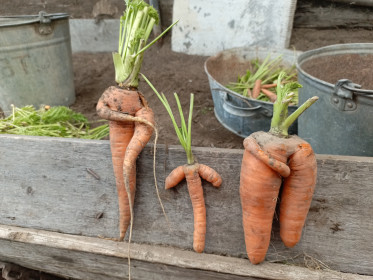 Странная семейка морковки, г. Зея