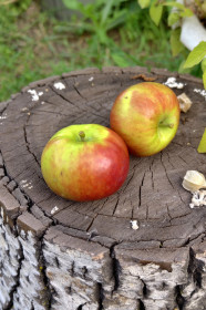 Яблочки наливные, г. Благовещенск
