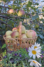 Говорят, что на Дальнем Востоке яблоки не растут... Не верьте!!! г. Свободный