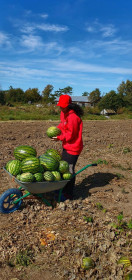 Сладкие плоды труда