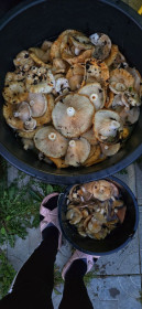 Такой урожай груздей собрали всего за один день августа