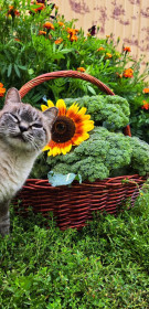 Урожай брокколи (Серышево)