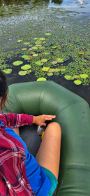 Попытка вырастить лотосы (Серышево)