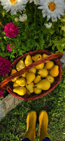 Висит груша - нельзя скушать. Это тыква