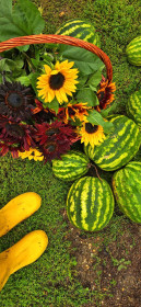 На фото мои подсолнухи и арбузы. Серышево