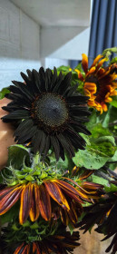 Такой необычный подсолнух вырос среди бордовых. Серышево