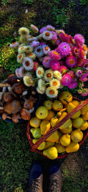 Грибы собраны 20 сентября, тыква и цветы. Серышево