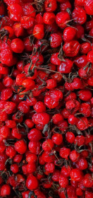 Пора собирать шипоник