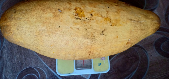 Необычная тыква в 15 кг из Салавата