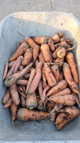 Урожай морковки, с.Муравьёвка