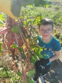 Свёкла-гигант, с. Гродеково