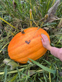 Малышка-крепышка тыква из Тыгды