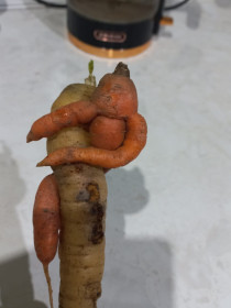 «Захват морковки!», г. Благовещенск