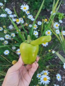 Интересный перчик из с. Гродеково