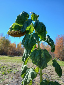 Новоникольское солнце