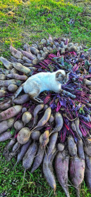 "Мяукающая урожайница" в Серышево