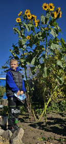 Подсолнухи-гиганты. Серышево