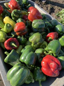 Тачка сладкого перчика, Муравьёвка